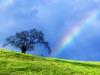 Rope Swing Memories, Near Petaluma, California